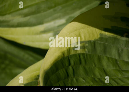 Nahaufnahme der Hosta Blatt Stockfoto