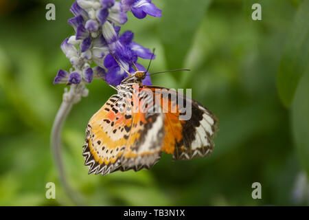 Leopard Florfliege Schmetterling auf lila Blüte mit einer geringen Tiefenschärfe Hintergrund Stockfoto