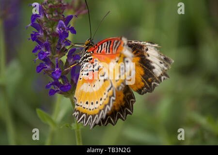 Leopard Florfliege Schmetterling auf lila Blüte mit einer geringen Tiefenschärfe Hintergrund Stockfoto