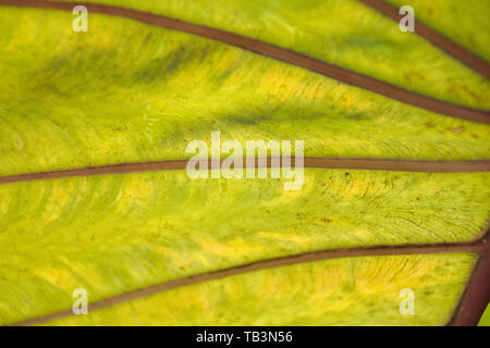 Rückseite Blick auf Elephant Ear Blattadern Stockfoto