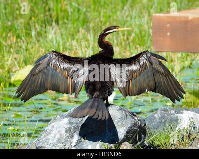 Spreize deine Flügel. Australasian Darter Bird, Federn glänzend, mit Flügeln voll ausgestreckt, wie es in der Sonne auf einem Felsen am Wasser austrocknet Stockfoto