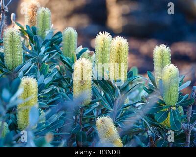 Die gelben Blütenspitzen der Küstenbank Banksia, die wie ein paar Kerzen aussehen, blühen in der Herbstsonne, typisch für die australische Küstenlandschaft Stockfoto