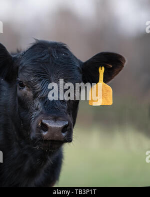 In der Nähe von Black Angus Kalb mit Links aus Fokus Hintergrund in zarten Pastelltönen. Stockfoto