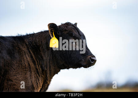 Black Angus Kalb mit gelben Ohrmarke nach rechts Stockfoto