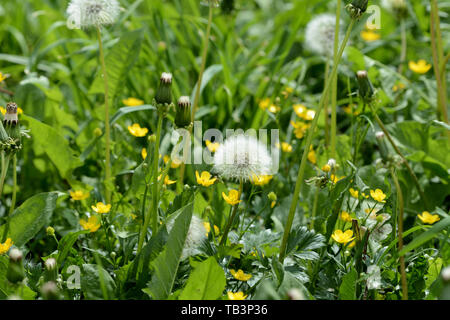 Reif Löwenzahn Blume im grünen Gras im Sommer auf der Liegewiese Stockfoto