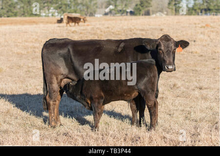 Angus Angus Kuh mit Kalb Pflege andere Kühe im Hintergrund auf die ruhenden Weide Stockfoto