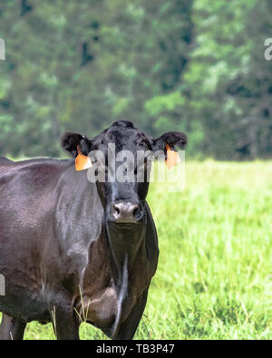 Black Angus Rind mit Blick auf die Kamera nach links mit leeren Bereich auf der rechten Seite - vertikales Format Stockfoto