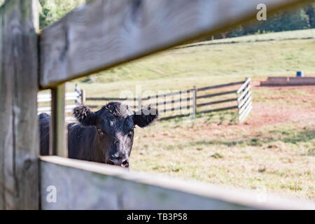 Black Angus Rind durch eine hölzerne Schiene Zaun mit eingezäunten Weide im Hintergrund suchen Stockfoto