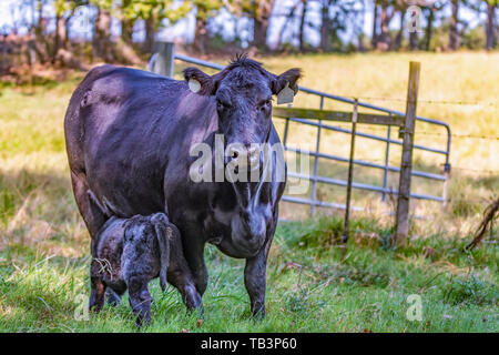 Angus Kuh an Kamera suchen mit Kalb Pflege mit Weide Tor im Hintergrund Stockfoto