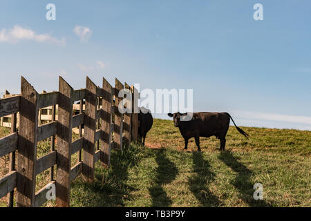 Black Angus Kühe auf einer Weide steht neben einem Holzzaun mit Nachmittagssonne Casting Shadows. Stockfoto