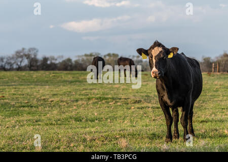 Black Angus entitled Kuh stehend nach rechts in die Kamera schaut mit zwei Rinder grasen im Hintergrund mit leeren Bereich auf der linken Seite Stockfoto