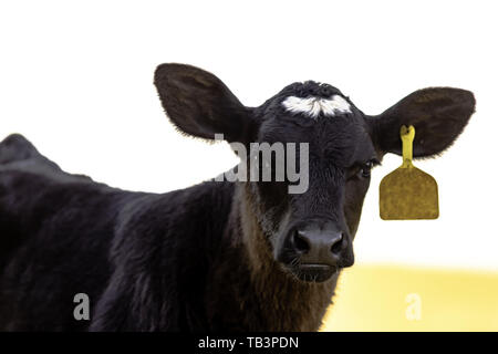 Black Angus entitled Kalb in die Kamera schaut Stockfoto