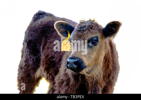 Angus entitled Kalb mit gelben Ohrmarke über Körper suchen - isoliert Stockfoto