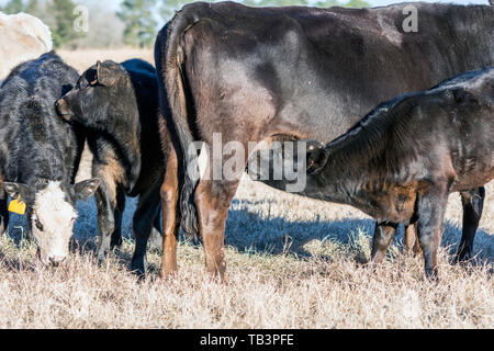 Black Angus entitled Kalb Krankenpflege mit anderen Kälbern in der Nähe in einem ruhenden Bermuda Gras Weide Stockfoto