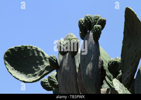 Feigenkakteen (Opuntia ficus-indica), Südafrika Stockfoto