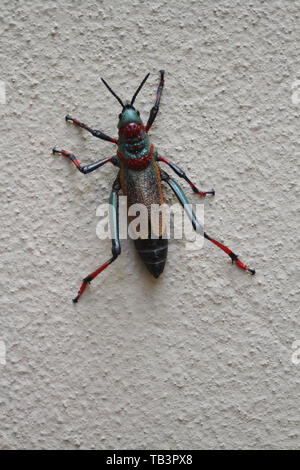 Koppie Schaum Heuschrecke, (Dictyophorus spumans), Südafrika Stockfoto