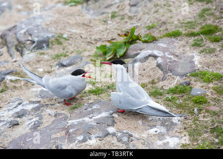 Küstenseeschwalben, Sterna Paradisaea auf die Farne Islands, Northumberland, Großbritannien. Stockfoto