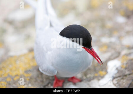 Küstenseeschwalben, Sterna Paradisaea auf die Farne Islands, Northumberland, Großbritannien. Stockfoto