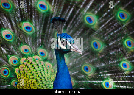 Vordergrund portrait Blau männlichen Pfau mit Federn aus. Schöne portrait Stockfoto