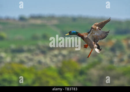 Stockente In-flight Stockfoto