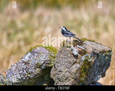 Trauerschnäpper Bachstelze Stockfoto