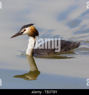 Portrait Natur gespiegelt Haubentaucher (Podiceps cristatus) Stockfoto