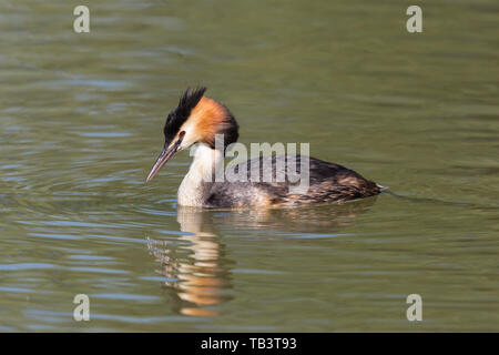 Seitenansicht close-up bunte Haubentaucher (Podiceps cristatus) Stockfoto