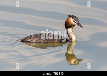 Close-up Natürliche gespiegelt Haubentaucher (Podiceps cristatus) Stockfoto