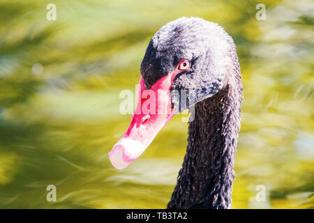 Nahaufnahme, Porträt einer Schwarzer Schwan (Cygnus atratus) Stockfoto