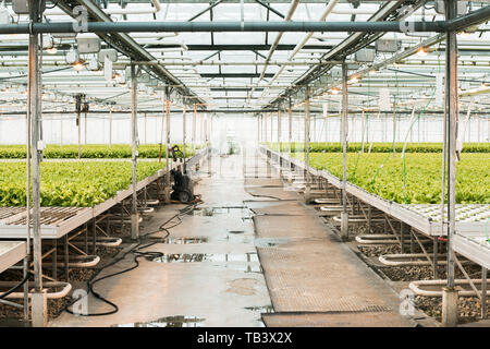 Green House und grünes Gemüse. Junge Pflanzen in einem sehr großen Baumschule Stockfoto