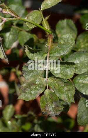 Mehltau, Podosphaera pannosa, pilzerkrankung auf rose Blätter, Rosa' amerikanischen Säule', Berkshire, Mai Stockfoto