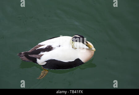 Ein männlicher Gemeinsame Eiderente Somateria mollissima, im Amble, Northumberland, Großbritannien. Stockfoto