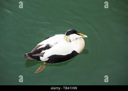 Ein männlicher Gemeinsame Eiderente Somateria mollissima, im Amble, Northumberland, Großbritannien. Stockfoto