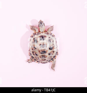 Turtle auf rosa Hintergrund trend flach Konzept mit modischen Toning Stockfoto