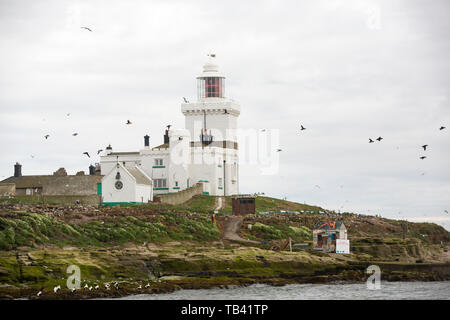 Coquet Insel schlendern auf der Northumberland Küste, ist ein rspb Vogelschutzgebiet und die Heimat von etwa 95% aller die Zucht Roseate Seeschwalben in der Britischen ist Stockfoto