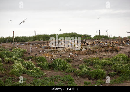 Coquet Insel schlendern auf der Northumberland Küste, ist ein rspb Vogelschutzgebiet und die Heimat von etwa 95% aller die Zucht Roseate Seeschwalben in der Britischen ist Stockfoto