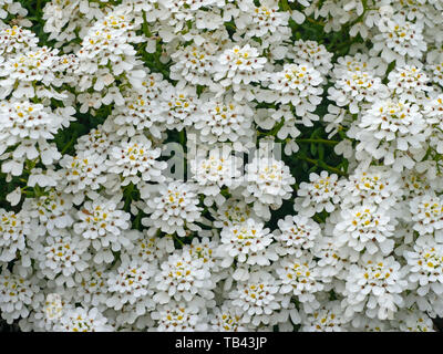 Immergrüne Schleifenblume Iberis sempervirens Stockfoto