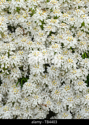 Immergrüne Schleifenblume Iberis sempervirens Stockfoto