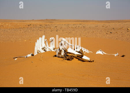 Allradantrieb Expedition in die Wüste des Sudan, Der weiße Knochen, die von einem Skelett eines Kamels liegen in der eigenschaftslosen Sandfläche Stockfoto