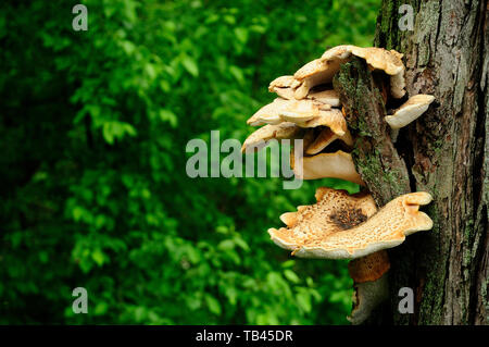 Unbekannte Arten des Pilzes, der aus dem Baum Rinde. Ein ziemlich großes Beispiel in Höhe von ca. 1,5 Meter. Stockfoto