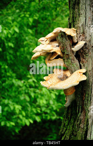 Unbekannte Arten des Pilzes, der aus dem Baum Rinde. Ein ziemlich großes Beispiel in Höhe von ca. 1,5 Meter. Stockfoto