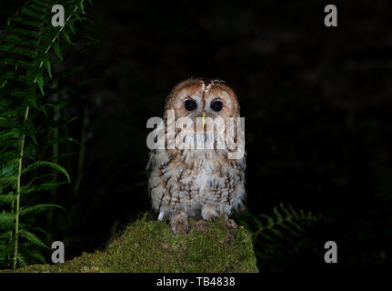 Tawny Owl (Strix aluco Owlet) bei Nacht. Stockfoto