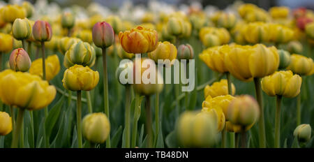 Tulpen im Frühling in Ottawa sind eine riesige touristische zeichnen. Jährliche tulip Festivals sind im Mai jedes Jahr abgehalten. Das sind die Fotos von der 2019 Tulip Fe Stockfoto