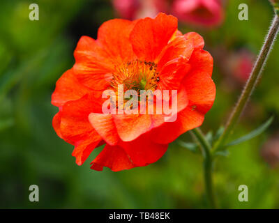 Nahaufnahme von einem hellen orange Geum Blume, Vielzahl Scarlet Tempest Stockfoto
