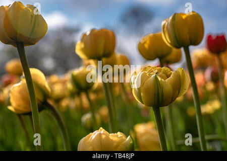 Tulpen im Frühling in Ottawa sind eine riesige touristische zeichnen. Jährliche tulip Festivals sind im Mai jedes Jahr abgehalten. Das sind die Fotos von der 2019 Tulip Fe Stockfoto