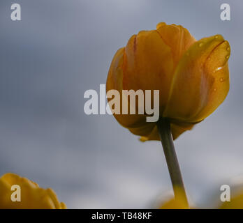 Tulpen im Frühling in Ottawa sind eine riesige touristische zeichnen. Jährliche tulip Festivals sind im Mai jedes Jahr abgehalten. Das sind die Fotos von der 2019 Tulip Fe Stockfoto