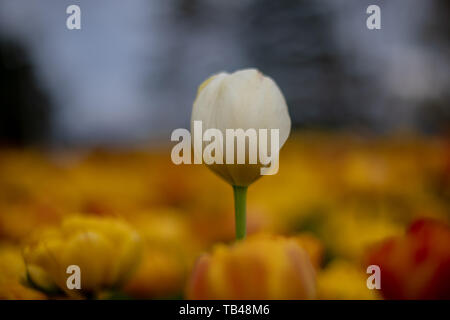 Tulpen im Frühling in Ottawa sind eine riesige touristische zeichnen. Jährliche tulip Festivals sind im Mai jedes Jahr abgehalten. Das sind die Fotos von der 2019 Tulip Fe Stockfoto