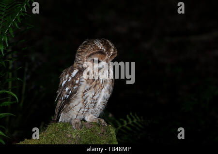 Tawny Owl (Strix aluco Owlet) bei Nacht. Stockfoto