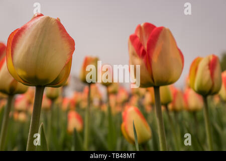 Tulpen im Frühling in Ottawa sind eine riesige touristische zeichnen. Jährliche tulip Festivals sind im Mai jedes Jahr abgehalten. Das sind die Fotos von der 2019 Tulip Fe Stockfoto