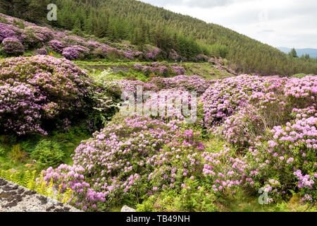 Rhododendron in der Vee Tal an der Grenze Tipperary Waterford in Irland wächst. Stockfoto